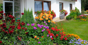 Transforma tu jardín con color